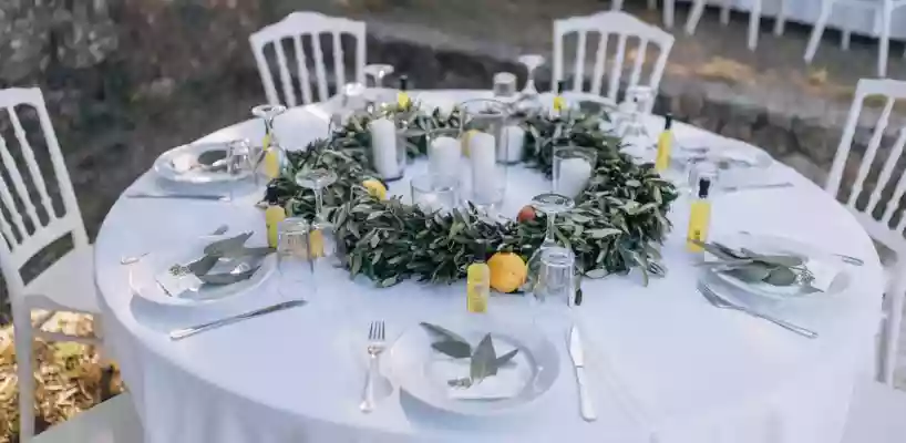 Olive Grove